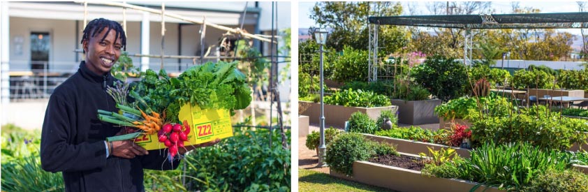 Image of vegetable gardens and man holding a bo of carrots, spinach and radishes